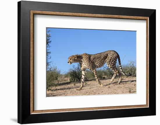 Cheetah (Acinonyx Jubatus), Kgalagadi Transfrontier Park, Northern Cape, South Africa, Africa-Ann & Steve Toon-Framed Photographic Print