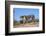 Cheetah (Acinonyx Jubatus), Kgalagadi Transfrontier Park, Northern Cape, South Africa, Africa-Ann & Steve Toon-Framed Photographic Print