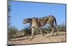 Cheetah (Acinonyx Jubatus), Kgalagadi Transfrontier Park, Northern Cape, South Africa, Africa-Ann & Steve Toon-Mounted Photographic Print