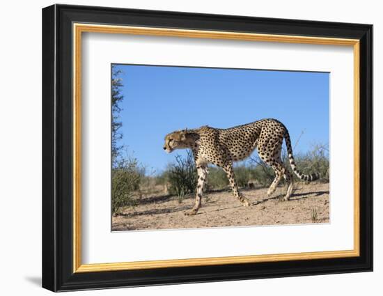 Cheetah (Acinonyx Jubatus), Kgalagadi Transfrontier Park, Northern Cape, South Africa, Africa-Ann & Steve Toon-Framed Photographic Print