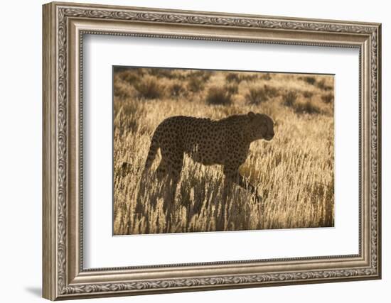 Cheetah (Acinonyx jubatus), Kgalagadi Transfrontier Park, Northern Cape, South Africa, Africa-Ann and Steve Toon-Framed Photographic Print