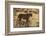 Cheetah (Acinonyx jubatus), Kgalagadi Transfrontier Park, Northern Cape, South Africa, Africa-Ann and Steve Toon-Framed Photographic Print