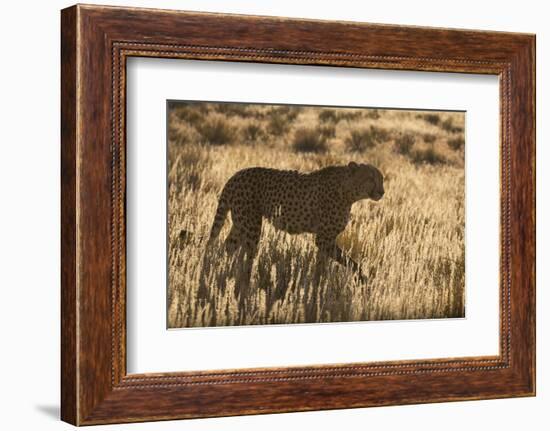 Cheetah (Acinonyx jubatus), Kgalagadi Transfrontier Park, Northern Cape, South Africa, Africa-Ann and Steve Toon-Framed Photographic Print