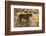 Cheetah (Acinonyx jubatus), Kgalagadi Transfrontier Park, Northern Cape, South Africa, Africa-Ann and Steve Toon-Framed Photographic Print