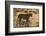 Cheetah (Acinonyx jubatus), Kgalagadi Transfrontier Park, Northern Cape, South Africa, Africa-Ann and Steve Toon-Framed Photographic Print