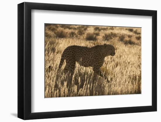 Cheetah (Acinonyx jubatus), Kgalagadi Transfrontier Park, Northern Cape, South Africa, Africa-Ann and Steve Toon-Framed Photographic Print