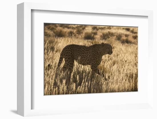 Cheetah (Acinonyx jubatus), Kgalagadi Transfrontier Park, Northern Cape, South Africa, Africa-Ann and Steve Toon-Framed Photographic Print