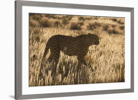 Cheetah (Acinonyx jubatus), Kgalagadi Transfrontier Park, Northern Cape, South Africa, Africa-Ann and Steve Toon-Framed Photographic Print