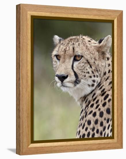 Cheetah (Acinonyx Jubatus), Kruger National Park, South Africa, Africa-James Hager-Framed Premier Image Canvas