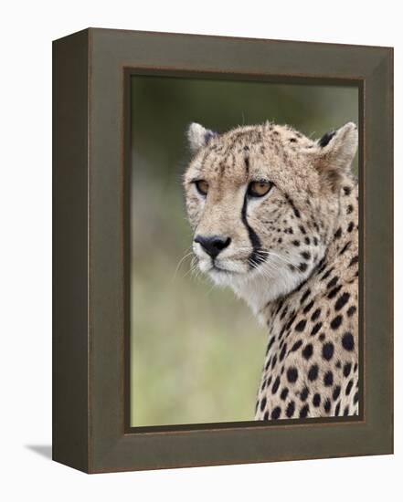 Cheetah (Acinonyx Jubatus), Kruger National Park, South Africa, Africa-James Hager-Framed Premier Image Canvas