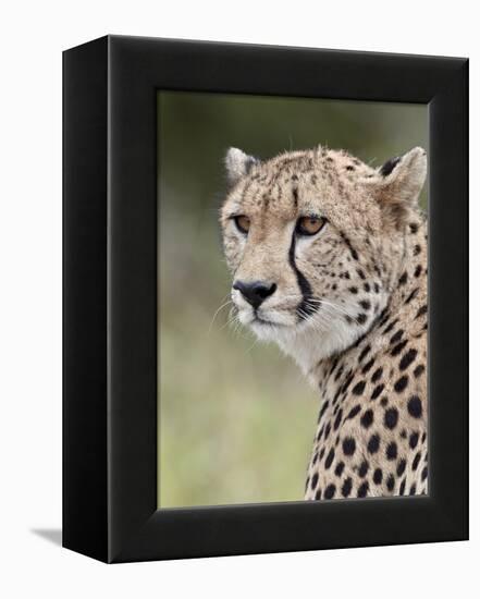 Cheetah (Acinonyx Jubatus), Kruger National Park, South Africa, Africa-James Hager-Framed Premier Image Canvas