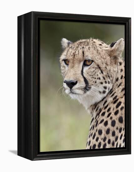 Cheetah (Acinonyx Jubatus), Kruger National Park, South Africa, Africa-James Hager-Framed Premier Image Canvas