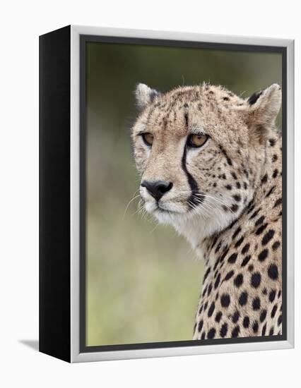 Cheetah (Acinonyx Jubatus), Kruger National Park, South Africa, Africa-James Hager-Framed Premier Image Canvas