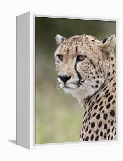 Cheetah (Acinonyx Jubatus), Kruger National Park, South Africa, Africa-James Hager-Framed Premier Image Canvas