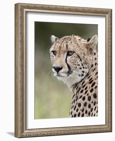 Cheetah (Acinonyx Jubatus), Kruger National Park, South Africa, Africa-James Hager-Framed Photographic Print