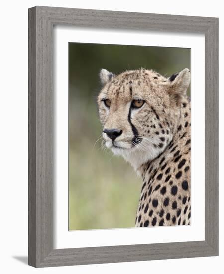 Cheetah (Acinonyx Jubatus), Kruger National Park, South Africa, Africa-James Hager-Framed Photographic Print