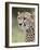 Cheetah (Acinonyx Jubatus), Kruger National Park, South Africa, Africa-James Hager-Framed Photographic Print