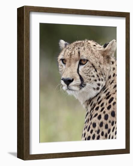 Cheetah (Acinonyx Jubatus), Kruger National Park, South Africa, Africa-James Hager-Framed Photographic Print