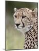 Cheetah (Acinonyx Jubatus), Kruger National Park, South Africa, Africa-James Hager-Mounted Photographic Print