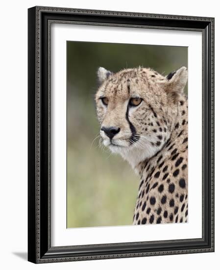 Cheetah (Acinonyx Jubatus), Kruger National Park, South Africa, Africa-James Hager-Framed Photographic Print