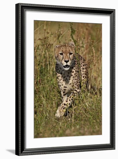 Cheetah (Acinonyx Jubatus), Kruger National Park, South Africa, Africa-James Hager-Framed Photographic Print