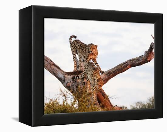 Cheetah (Acinonyx jubatus), Kruger National Park, South Africa, Africa-Christian Kober-Framed Premier Image Canvas