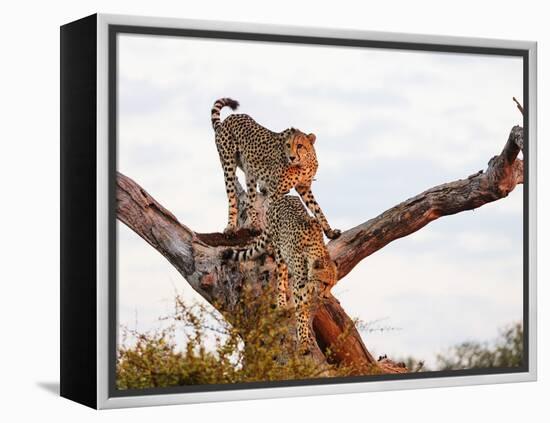 Cheetah (Acinonyx jubatus), Kruger National Park, South Africa, Africa-Christian Kober-Framed Premier Image Canvas