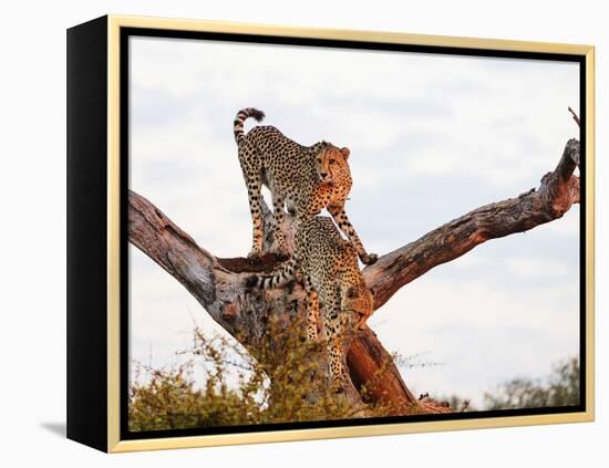 Cheetah (Acinonyx jubatus), Kruger National Park, South Africa, Africa-Christian Kober-Framed Premier Image Canvas