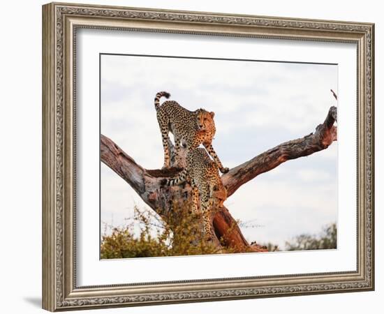 Cheetah (Acinonyx jubatus), Kruger National Park, South Africa, Africa-Christian Kober-Framed Photographic Print