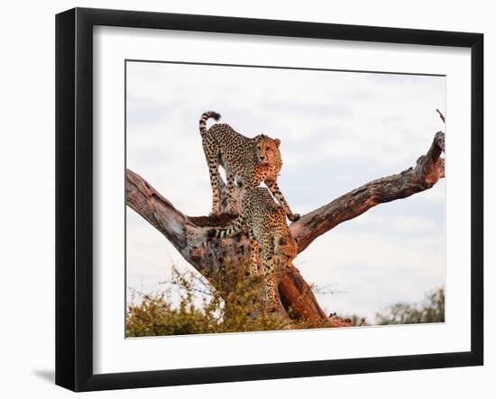 Cheetah (Acinonyx jubatus), Kruger National Park, South Africa, Africa-Christian Kober-Framed Photographic Print