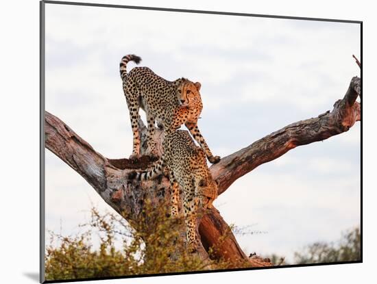 Cheetah (Acinonyx jubatus), Kruger National Park, South Africa, Africa-Christian Kober-Mounted Photographic Print