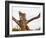 Cheetah (Acinonyx jubatus), Kruger National Park, South Africa, Africa-Christian Kober-Framed Photographic Print