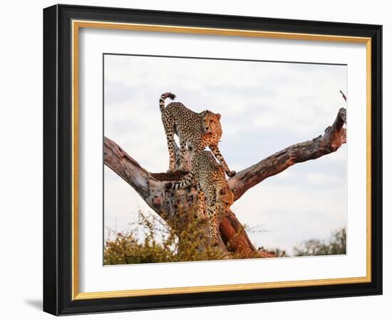 Cheetah (Acinonyx jubatus), Kruger National Park, South Africa, Africa-Christian Kober-Framed Photographic Print