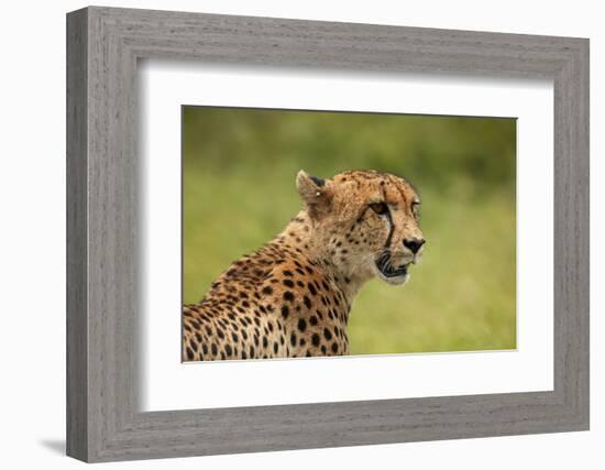 Cheetah (Acinonyx jubatus ), Kruger National Park, South Africa-David Wall-Framed Photographic Print