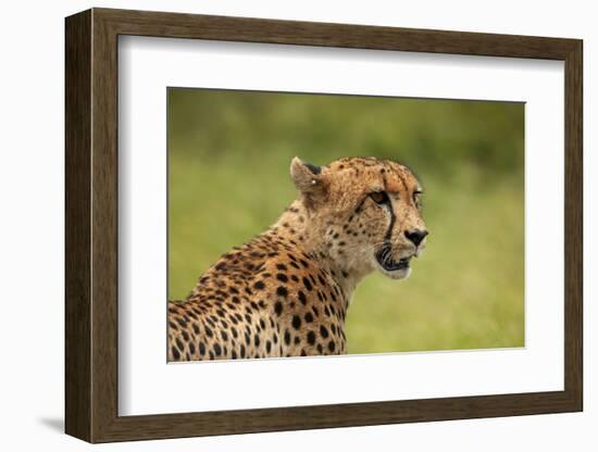 Cheetah (Acinonyx jubatus ), Kruger National Park, South Africa-David Wall-Framed Photographic Print