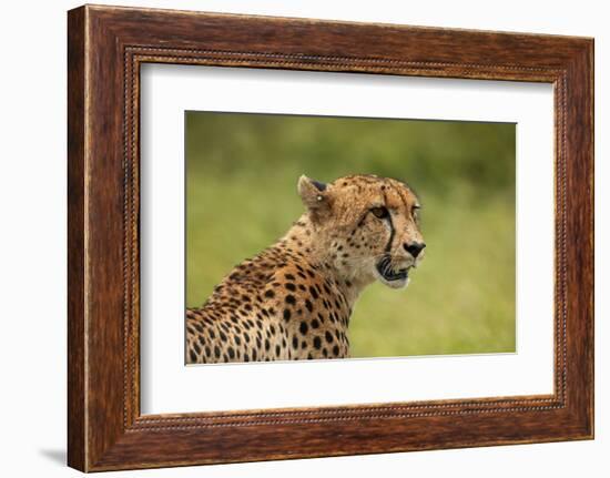 Cheetah (Acinonyx jubatus ), Kruger National Park, South Africa-David Wall-Framed Photographic Print