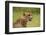 Cheetah (Acinonyx jubatus ), Kruger National Park, South Africa-David Wall-Framed Photographic Print