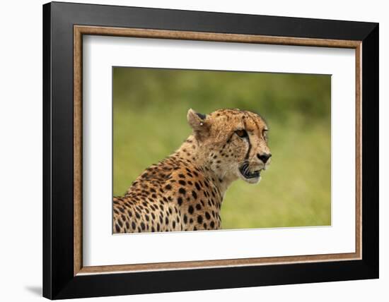 Cheetah (Acinonyx jubatus ), Kruger National Park, South Africa-David Wall-Framed Photographic Print