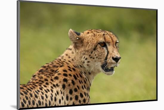 Cheetah (Acinonyx jubatus ), Kruger National Park, South Africa-David Wall-Mounted Photographic Print