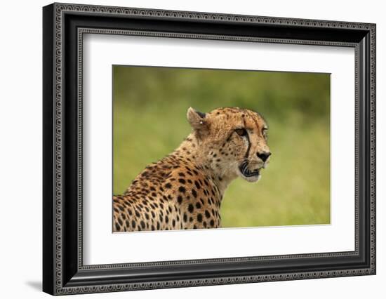 Cheetah (Acinonyx jubatus ), Kruger National Park, South Africa-David Wall-Framed Photographic Print