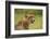 Cheetah (Acinonyx jubatus ), Kruger National Park, South Africa-David Wall-Framed Photographic Print