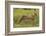 Cheetah (Acinonyx jubatus ), Kruger National Park, South Africa-David Wall-Framed Photographic Print