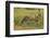 Cheetah (Acinonyx jubatus ), Kruger National Park, South Africa-David Wall-Framed Photographic Print