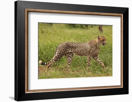 Cheetah (Acinonyx jubatus ), Kruger National Park, South Africa-David Wall-Framed Photographic Print