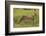 Cheetah (Acinonyx jubatus ), Kruger National Park, South Africa-David Wall-Framed Photographic Print