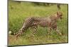 Cheetah (Acinonyx jubatus ), Kruger National Park, South Africa-David Wall-Mounted Photographic Print