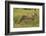 Cheetah (Acinonyx jubatus ), Kruger National Park, South Africa-David Wall-Framed Photographic Print