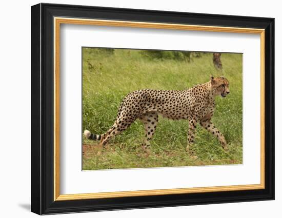 Cheetah (Acinonyx jubatus ), Kruger National Park, South Africa-David Wall-Framed Photographic Print