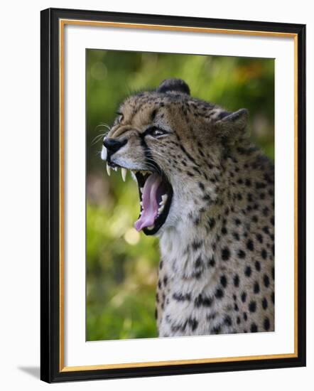 Cheetah, Acinonyx Jubatus, Male, Yawninging-Andreas Keil-Framed Photographic Print