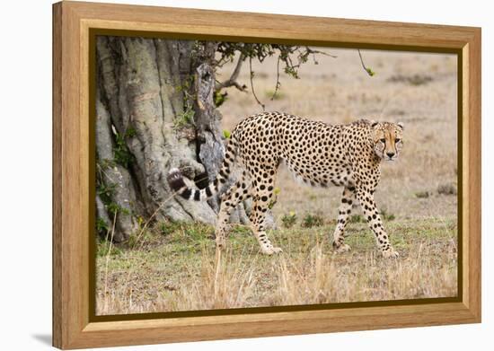 Cheetah (Acinonyx Jubatus), Masai Mara, Kenya, East Africa, Africa-Sergio Pitamitz-Framed Premier Image Canvas